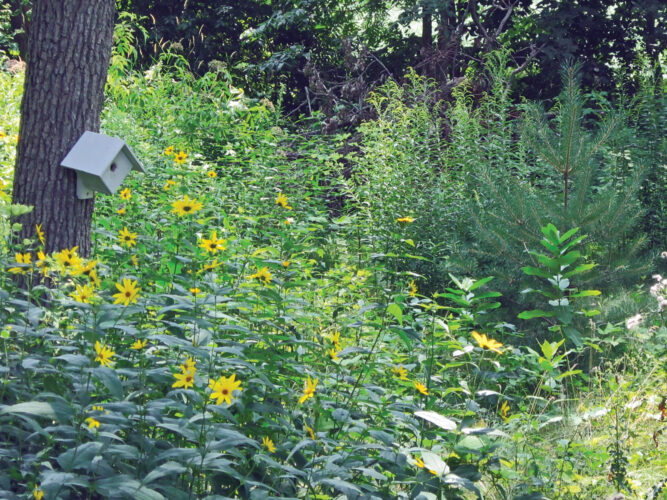 How to Rewild Your Yard